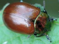 Geglätteter Blattkäfer, Chrysolina polita