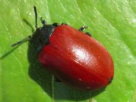 Pappelblattkäfer, Chrysomela populi