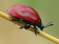Pappelblattkäfer, Chrysomela populi