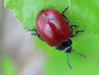 Pappelblattkäfer, Chrysomela populi