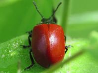 Pappelblattkäfer, Chrysomela populi
