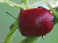 Pappelblattkäfer, Chrysomela populi