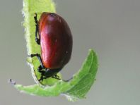 Pappelblattkäfer, Chrysomela populi