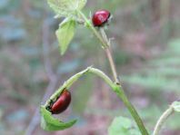 Pappelblattkäfer, Chrysomela populi