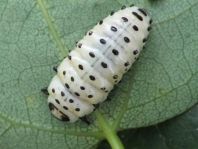 Chrysomela sp., Larve