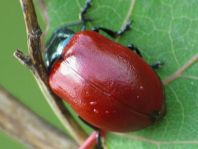 Pappelblattkäfer, Chrysomela populi