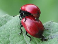 Pappelblattkäfer, Chrysomela populi