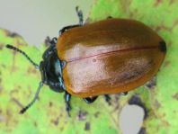 Pappelblattkäfer, Chrysomela populi