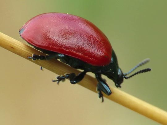 Pappelblattkäfer, Chrysomela populi