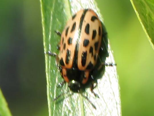 Gefleckter Weidenblattkäfer, Chrysomela vigintipunctata