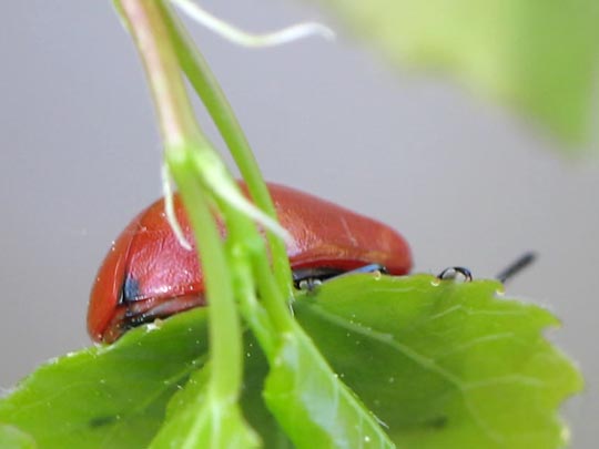 Pappelblattkäfer, Chrysomela populi