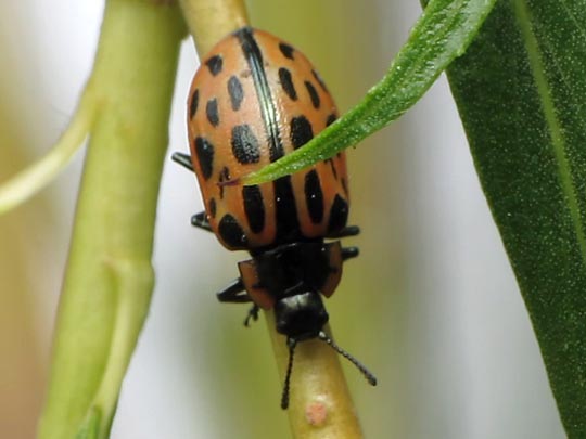 Gefleckter Weidenblattkäfer, Chrysomela vigintipunctata