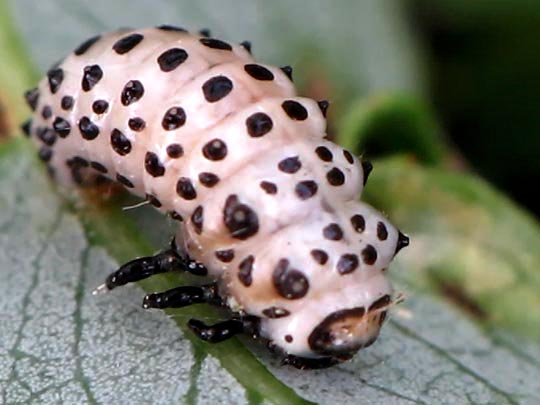 Gefleckter Weidenblattkäfer, Chrysomela vigintipunctata
