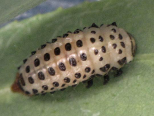 Gefleckter Weidenblattkäfer, Chrysomela vigintipunctata