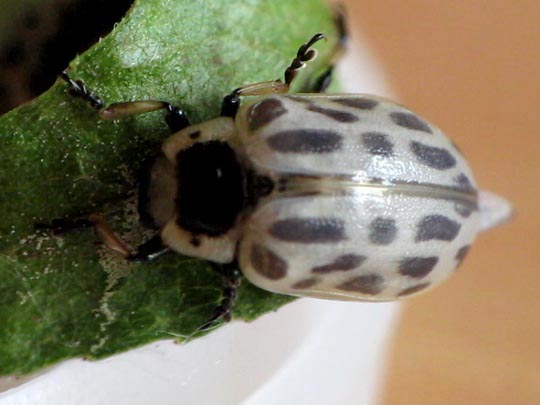 Gefleckter Weidenblattkäfer, Chrysomela vigintipunctata