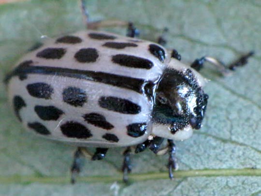 Gefleckter Weidenblattkäfer, Chrysomela vigintipunctata