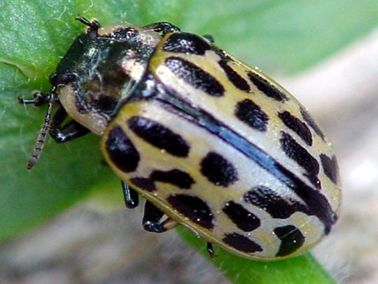 Gefleckter Weidenblattkäfer, Chrysomela vigintipunctata