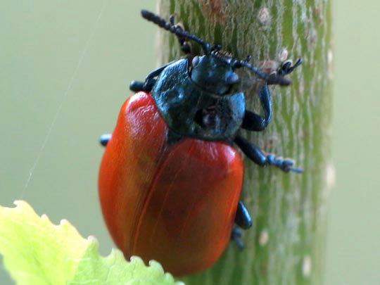 Pappelblattkäfer, Chrysomela populi