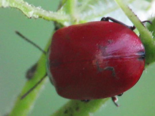 Pappelblattkäfer, Chrysomela populi
