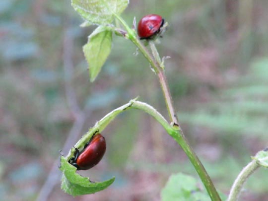 Pappelblattkäfer, Chrysomela populi