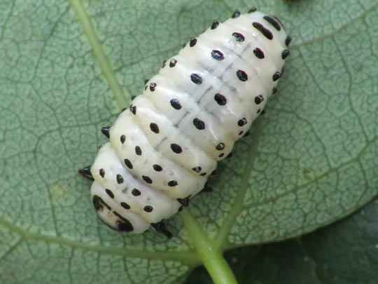 Chrysomela sp., Larve