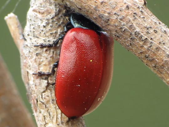 Pappelblattkäfer, Chrysomela populi
