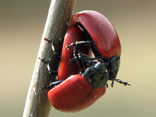 Pappelblattkäfer, Chrysomela populi