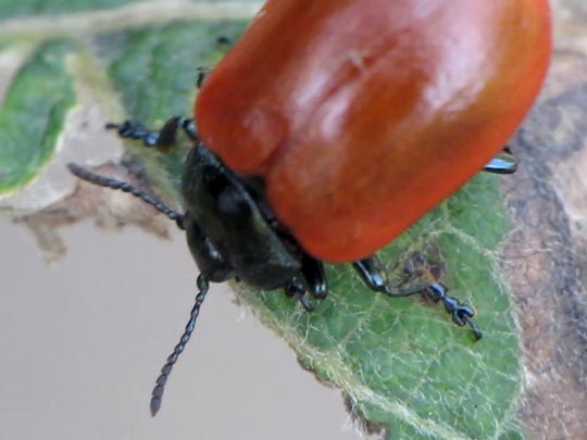 Pappelblattkäfer, Chrysomela populi