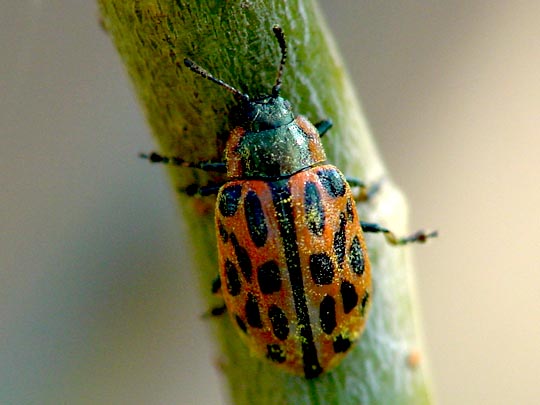 Gefleckter Weidenblattkäfer, Chrysomela vigintipunctata