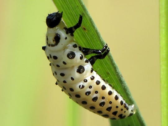 Chrysomela sp., Larve