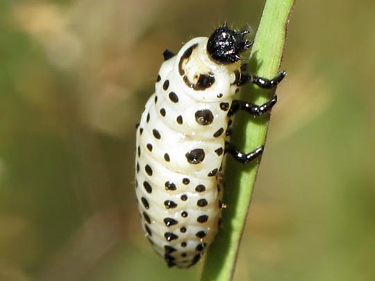 Chrysomela sp., Larve