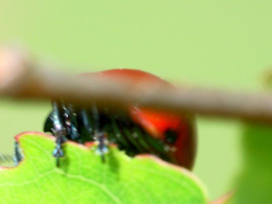 Pappelblattkäfer, Chrysomela populi