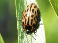 Gefleckter Weidenblattkäfer, Chrysomela vigintipunctata