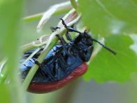 Pappelblattkäfer, Chrysomela populi