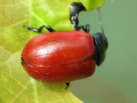 Pappelblattkäfer, Chrysomela populi