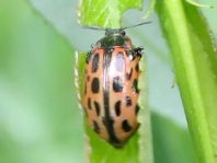 Gefleckter Weidenblattkäfer, Chrysomela vigintipunctata