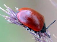 Pappelblattkäfer, Chrysomela populi
