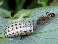 Gefleckter Weidenblattkäfer, Chrysomela vigintipunctata