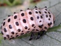 Gefleckter Weidenblattkäfer, Chrysomela vigintipunctata