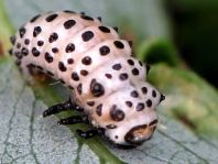 Gefleckter Weidenblattkäfer, Chrysomela vigintipunctata