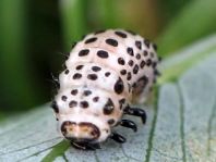 Gefleckter Weidenblattkäfer, Chrysomela vigintipunctata