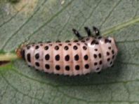 Gefleckter Weidenblattkäfer, Chrysomela vigintipunctata