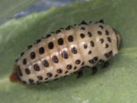 Gefleckter Weidenblattkäfer, Chrysomela vigintipunctata