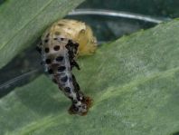 Gefleckter Weidenblattkäfer, Chrysomela vigintipunctata