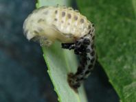 Gefleckter Weidenblattkäfer, Chrysomela vigintipunctata