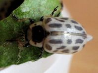 Gefleckter Weidenblattkäfer, Chrysomela vigintipunctata