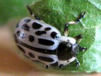 Gefleckter Weidenblattkäfer, Chrysomela vigintipunctata