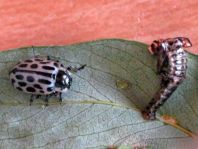 Gefleckter Weidenblattkäfer, Chrysomela vigintipunctata