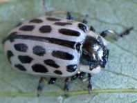 Gefleckter Weidenblattkäfer, Chrysomela vigintipunctata