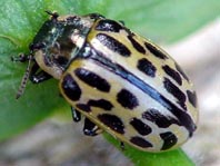 Gefleckter Weidenblattkäfer, Chrysomela vigintipunctata